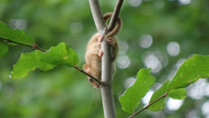 Hilchenbacher Haselmaus